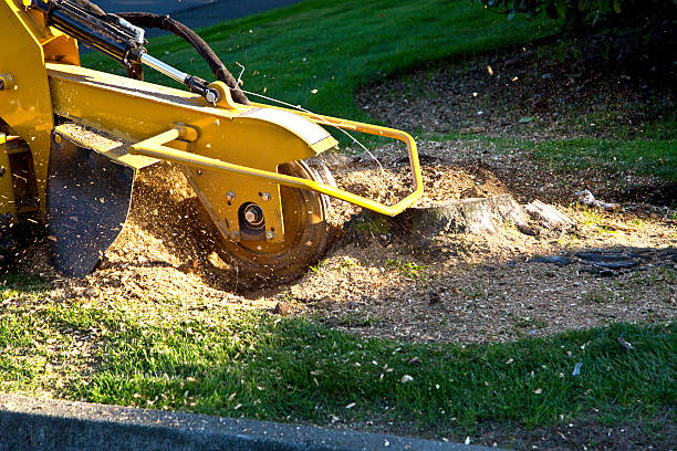 The Steps Involved in Our Tree Care Process in Farmer City, IL